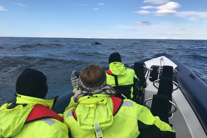 2-Hour RIB Boat Whale Watching Tour From Reykjavik - Meeting Point and Arrival