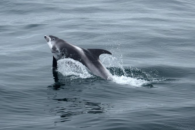 2-Hour RIB Boat Whale Watching Tour From Reykjavik - Confirmation and Cancellation