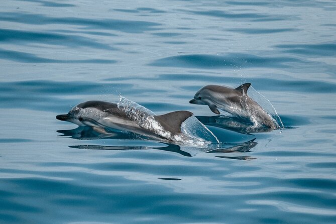 2-Hour Sailboat Watching Dolphins Along the Coast of Sotogrande - Key Points