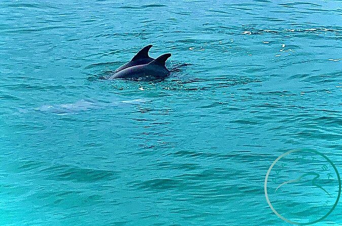 2 Hour Shell Island Jet Ski Dolphin Tour - Final Thoughts