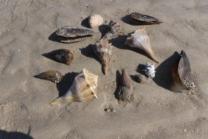 2-hour Shelling Boat Tour in the 10,000 Islands - Family-Friendly Excursion