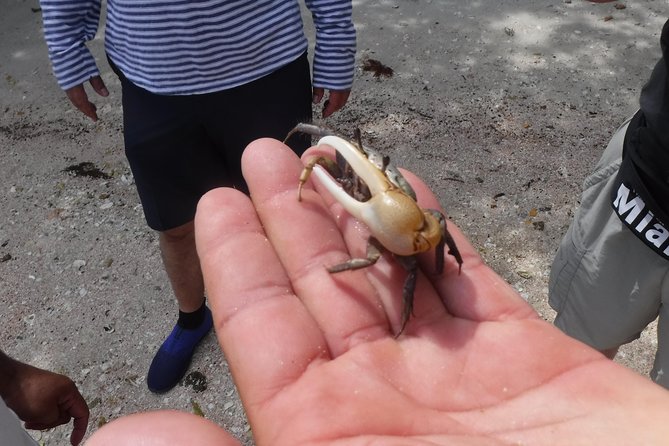 2-hour Shelling Boat Tour in the 10,000 Islands - Traveler Reviews and Feedback