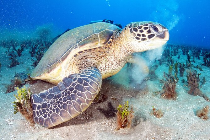 2-Hour Snorkeling Adventure in Kauai - Meeting and End Point