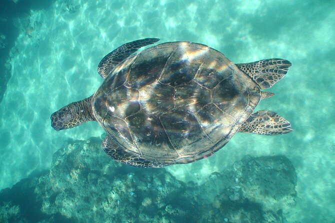 2-Hour Snorkeling Adventure in Kauai - Reef Selection and Conditions