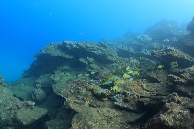 2-Hour Snorkeling Adventure in Kauai - Pricing and Cancellation Policy