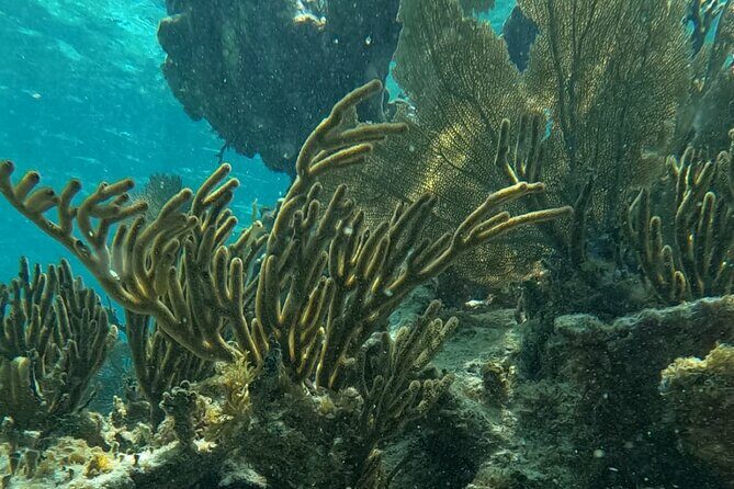 2 hour snorkeling in Arrecife de Puerto Morelos - Introduction