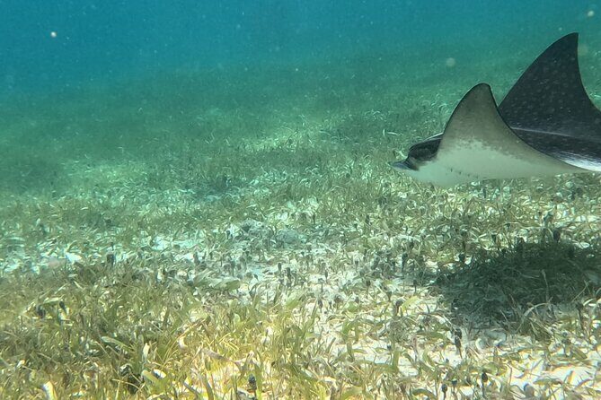 2 hour snorkeling in Arrecife de Puerto Morelos - Key Points