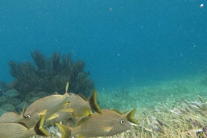 2 hour snorkeling in Arrecife de Puerto Morelos - FAQs