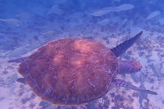 2-Hour Snorkeling in Two Spots of Tulums Reef - Traveler Reviews and Testimonials