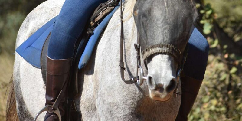 2 Hour Sunrise Horseback Safari - Key Points