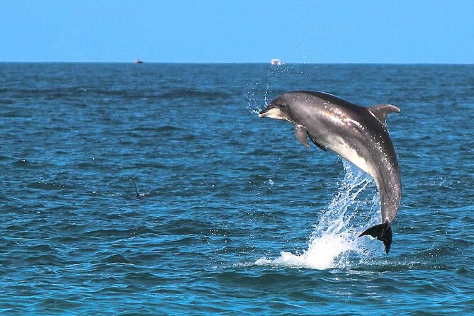 2 Hour Sunset Dolphin Watching Shared Tour - Pickup and Drop-off