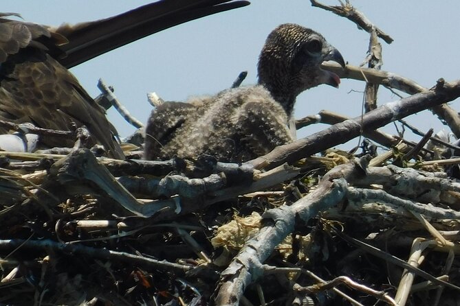 2-Hour Sunset Safari Eco Cruise From Cape May - Confirmation and Additional Information