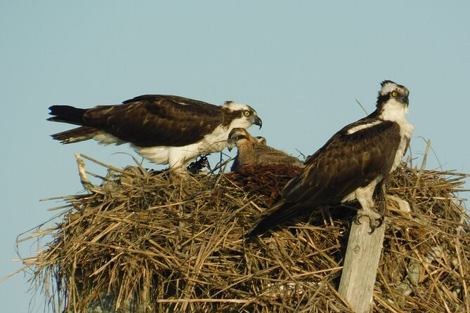 2-Hour Sunset Safari Eco Cruise From Cape May - Glimpse of the Coastal Salt Marsh