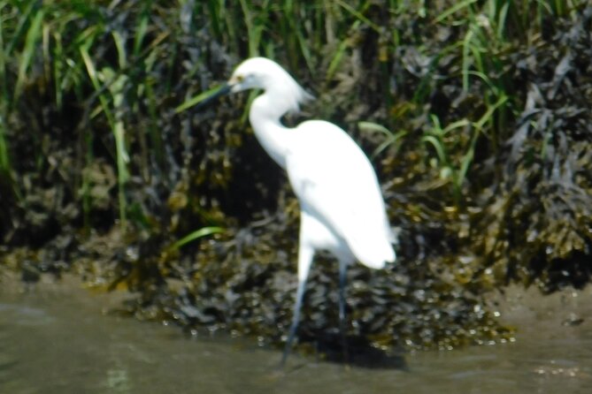 2-Hour Sunset Safari Eco Cruise From Cape May - Spotting Bird Species Up Close