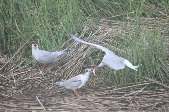 2-Hour Sunset Safari Eco Cruise From Cape May - Maximum Capacity and Accessibility