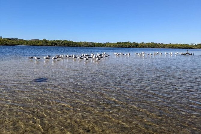 2 Hour Tandem Kayak Tour (Price for 2 People) - Explore Tarpon Springs