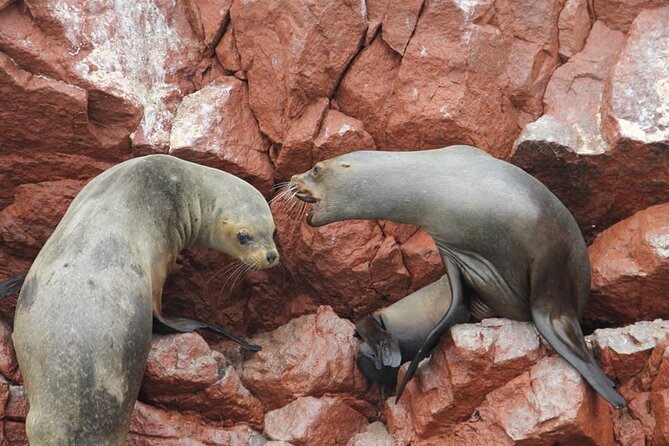 2-Hour Tour to the Ballestas Islands From Puerto San Martín - Pickup and Confirmation