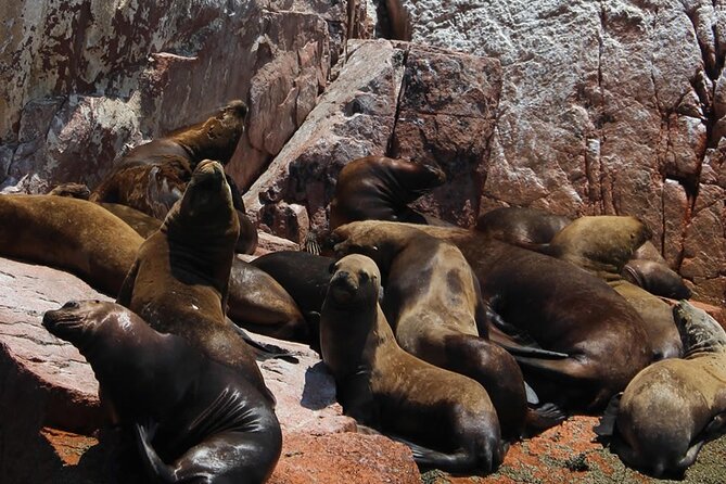 2-Hour Tour to the Ballestas Islands From Puerto San Martín - Scenic Boat Ride