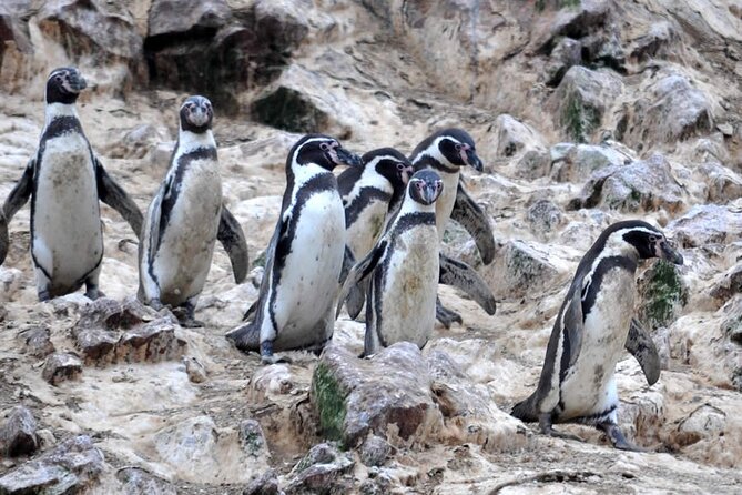 2-Hour Tour to the Ballestas Islands From Puerto San Martín - Tour Recommendation