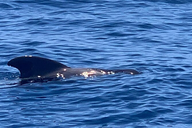 2-Hour Trip to See Whales, Dolphins in Puerto Colón, Adeje - Transportation and Arrival