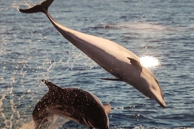 2-Hour Trip to See Whales, Dolphins in Puerto Colón, Adeje - Tour Duration and Schedule