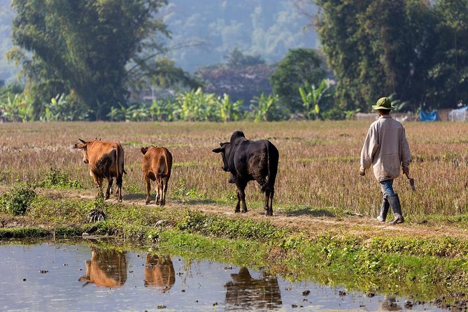 2-Hour Village Walking Tour: In-depth Discovery of Cambodian Rural Life - Sum Up