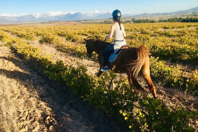 2 Hour Vineyard Trail Ride - Tour Group Size and Limitations