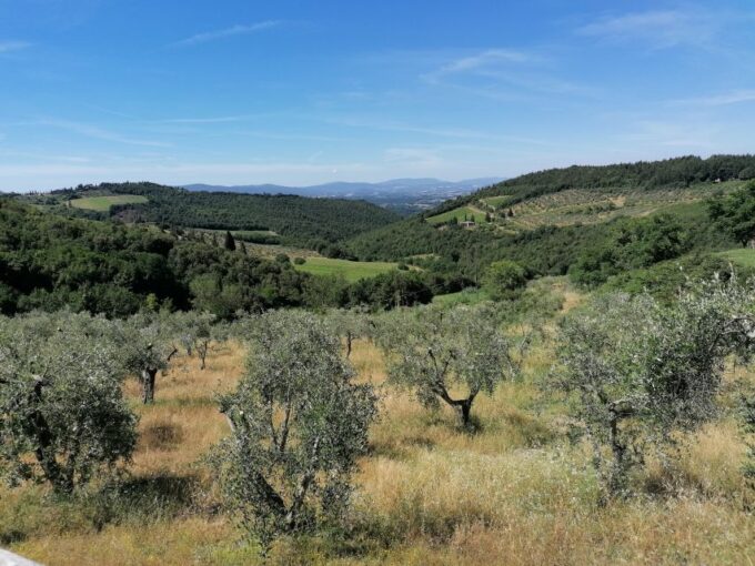 2-Hour Vintage Fiat 500 Tour With Olive Oil Tasting at Farm - Vintage Fiat 500 Exploration