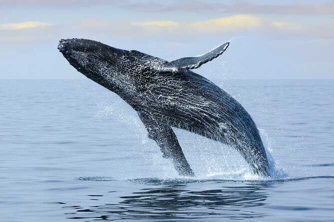 2 Hour Waikiki Whale Watching in Honolulu - Inclusions and Amenities