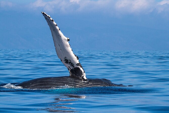 2 Hour Waikiki Whale Watching in Honolulu - Accessibility and Conditions