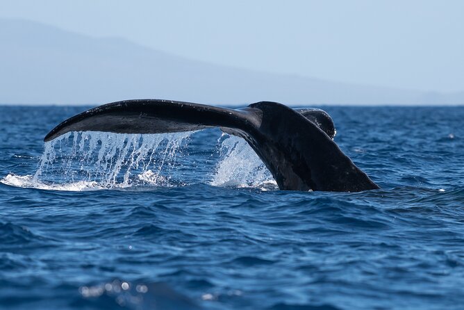 2 Hour Waikiki Whale Watching in Honolulu - Accessibility and Conditions