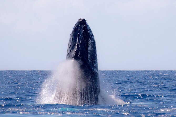 2 Hour Waikiki Whale Watching in Honolulu - Guest Feedback and Sentiment