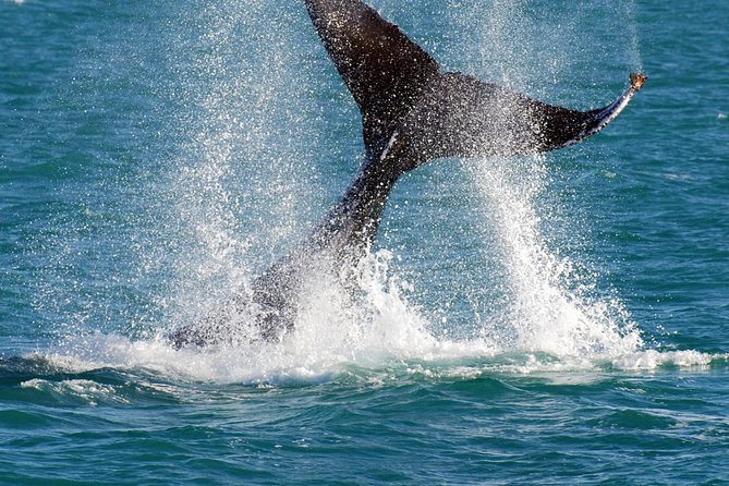 2 Hour Whale-Watching Cruise - Cruise Details