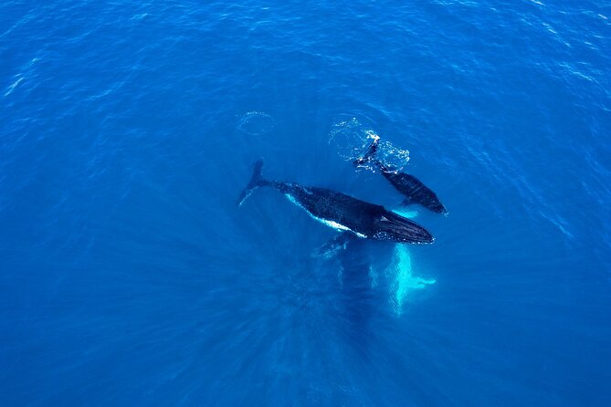 2 Hour Whale-Watching Cruise - Enhancements and Upgrades