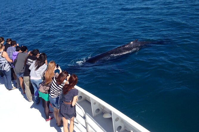 2 Hour Whale-Watching Cruise - Meeting and Pickup