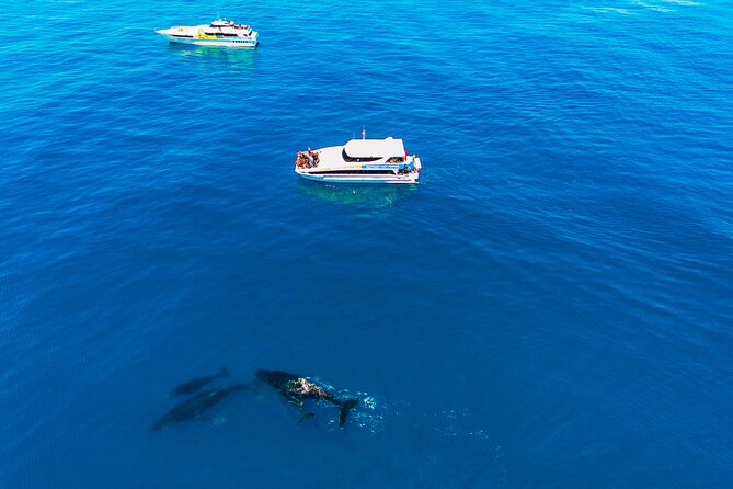 2 Hour Whale-Watching Cruise - Additional Trip Information