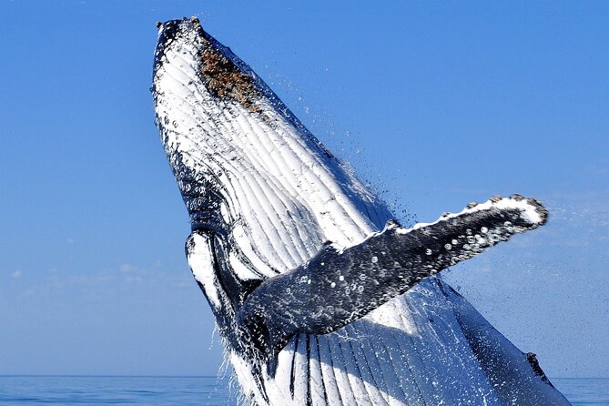 2 Hour Whale Watching Experience Departing Hillarys Boat Harbour - Whale Watching Experience