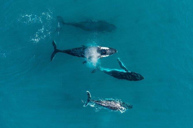 2 Hour Whale Watching Experience Departing Hillarys Boat Harbour - Timing and Duration