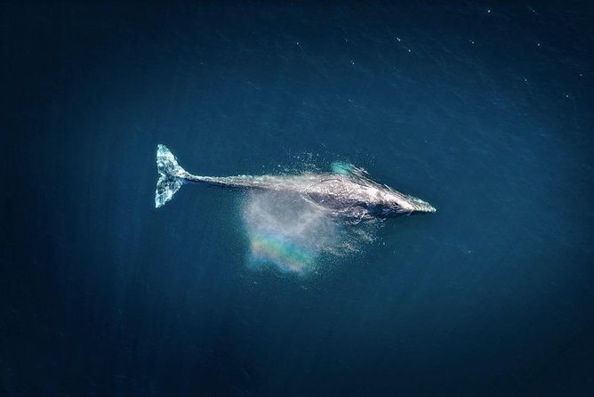 2-Hour Whale Watching From Oahu - Meeting Point and Transportation