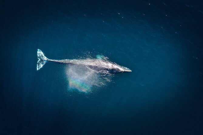 2-Hour Whale Watching From Oahu - Tour Details