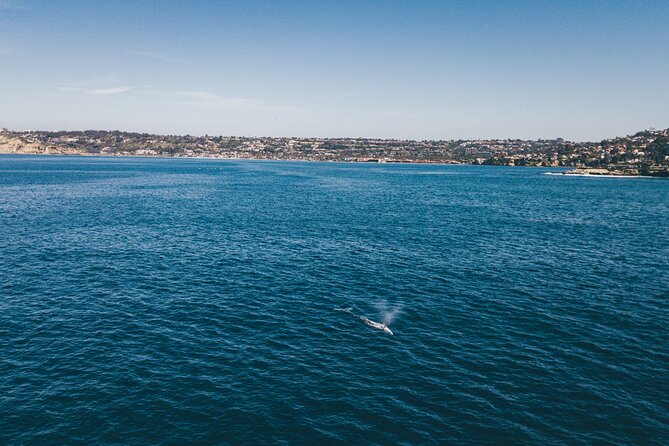 2 Hour Whale Watching Kayak Tour for Two - Educational Insights and Marine Life Encounters