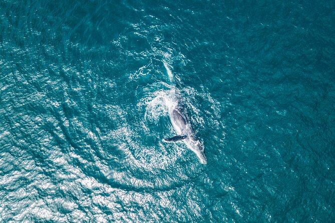 2 Hour Whale Watching Kayak Tour for Two - Additional Information and Accessibility