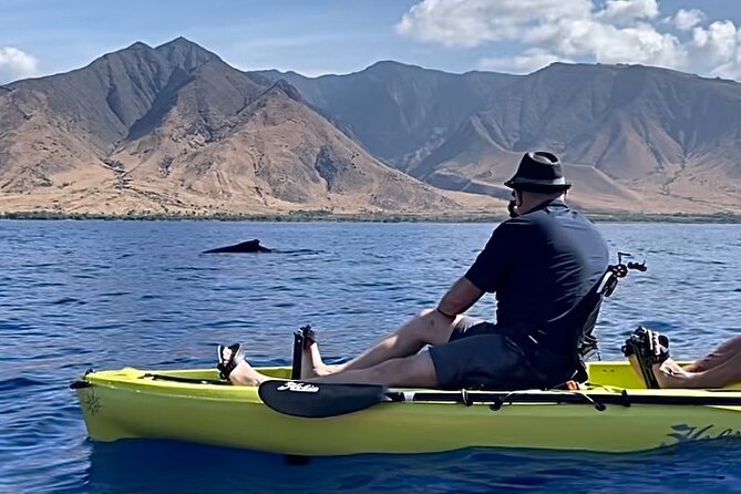 2 Hours 30 Minutes Whale Watch And/Or Scenic Tour - Key Points