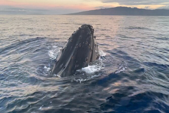 2 Hours 30 Minutes Whale Watch And/Or Scenic Tour - Whats Included