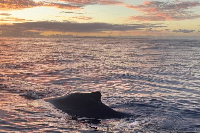 2 Hours 30 Minutes Whale Watch And/Or Scenic Tour - Weight and Participation Limits