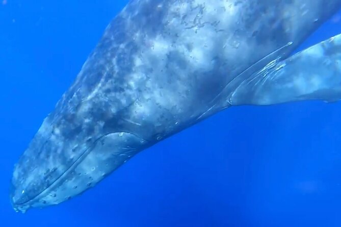 2 Hours 30 Minutes Whale Watch And/Or Scenic Tour - Whale Watching Season