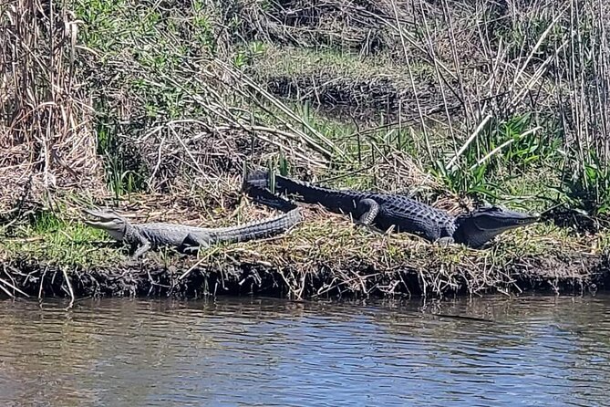 2 Hours Boat Tour in Louisiana Bayous Near New Orleans - Tour Accessibility and Suitability