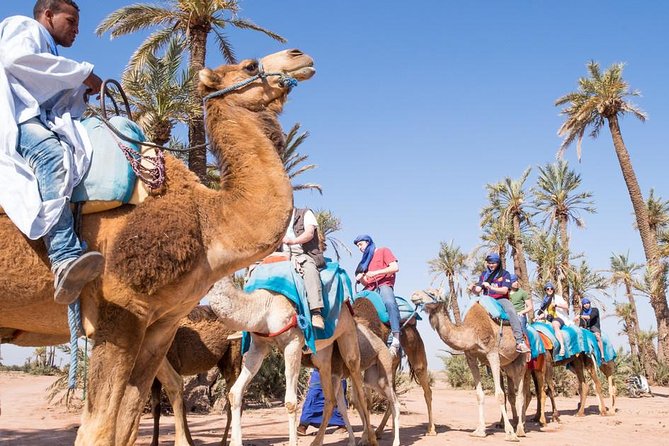 2 Hours Camel Ride in The Famous Marrakech Palm Groves and Berber Villages - Memorable Photographic Opportunities