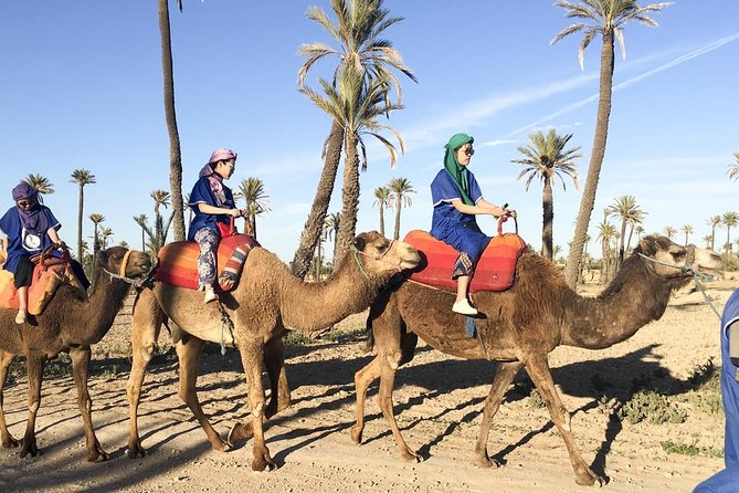 2 Hours Camel Ride in The Famous Marrakech Palm Groves and Berber Villages - Pickup and Drop-off Service