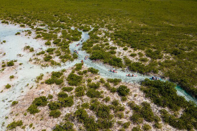 2 Hours Clear Kayaking Activity on Mangrove Cay - An In-Depth Look at the Kayaking Experience